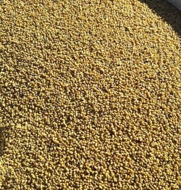 навоз свежий: Продаю семена люцерны. Очищенные через пектус. Урожай 2025 года вацап — 1