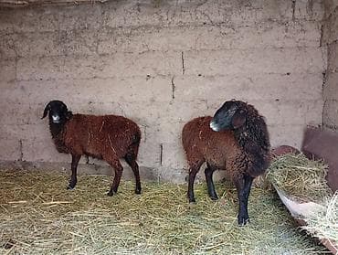 Кошки: Продаю | Овца (самка) | Для разведения | Ярка — 1