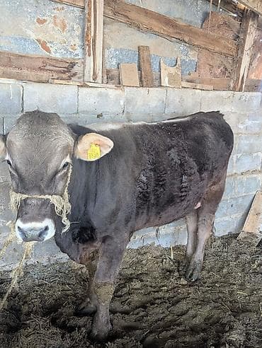 щенки кане корсо: Продаю | Бык (самец) | Швицкая | Для разведения, На откорм, На забой | Осеменитель — 5