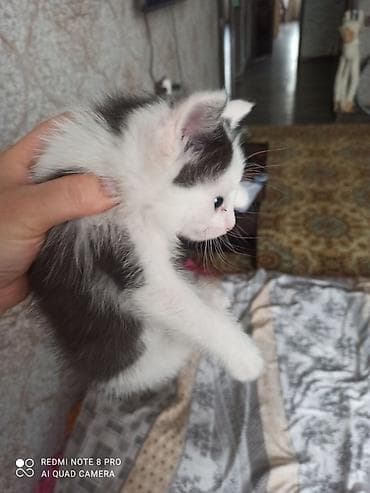fermer kg: Кошка даром: Беспородная, 2 месяца, Мальчик, Приучена к лотку — 2