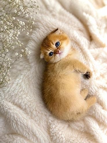кошка скоттиш фолд цена: Скотиш Фолд (Шотландская вислоухая), 1 месяц, Девочка, Золотая шиншилла, С документами — 1
