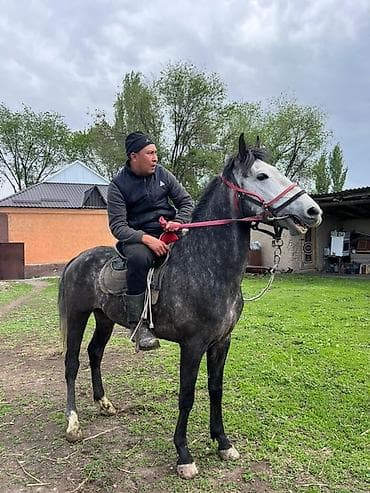 Продаю | Конь (самец)