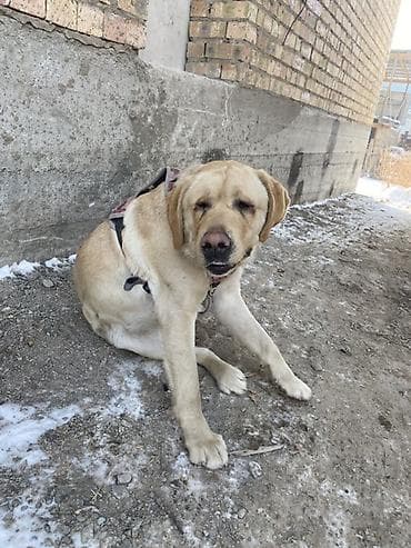ковказская овчарка: Лабрадор-ретривер, кобель, светло‑палевого окраса. Особенности: - — 3