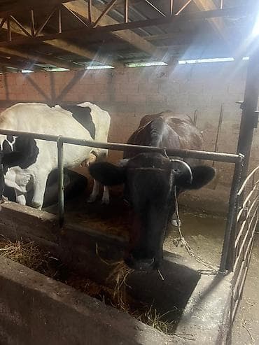 животные карова: Продаю | Корова (самка) | Голштин | Для молока | Племенные — 1