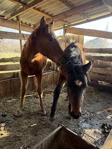 кролики домашние: Продаю | Жеребенок | Для разведения | Племенные — 1