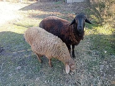 Продаю | Овца (самка), Баран (самец), Ягненок | Арашан, Эдильбаевская, Гиссарская | Для разведения, На забой, Для шерсти | Ярка