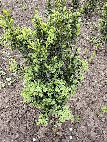 газонная трова: Самшит (Buxus) – декоративные кустарники для живых изгородей и — 2