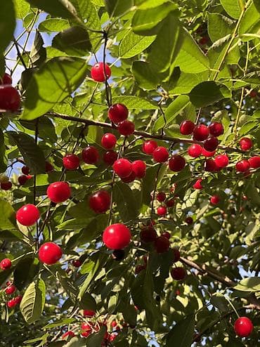 nutrien купить: Вишня, малина и урюк. Свежие 100%, рвем на заказ. Домашние — 6