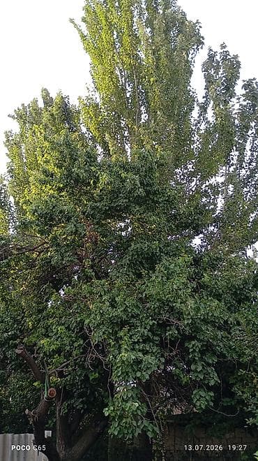 абрикосовое варенье: Кимге терек керек сами рубите сами вывозите — 2