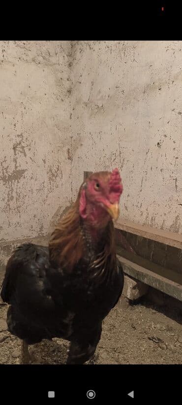 корм для перепелок: Продаю | Петух | Бойцовая | Для разведения — 2