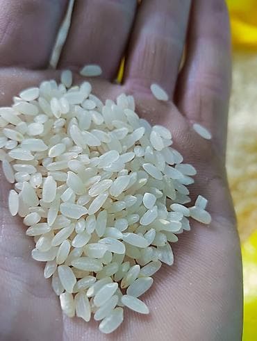 поставщики куриного мяса: Аланга высший сорт без размешка оптом по 100 сом. а также есть — 4