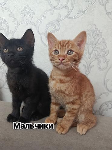 где можно купить котят: Очаровательные котята 3-4 месяцев ищут добрые руки. В наличии есть — 1