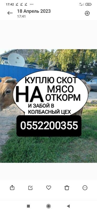 дом для животных: Куплю | Коровы, быки, Лошади, кони | Круглосуточно, Любое состояние, Забитый — 1