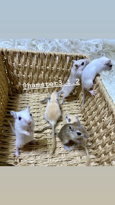 Күсөндөр: Ручные песчанки монгольские. Красивые окрасы, есть девочки и мальчики — 9