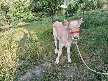 ангус быки: Продаю | Бык (самец) | Швицкая | На откорм | Привязанные — 9