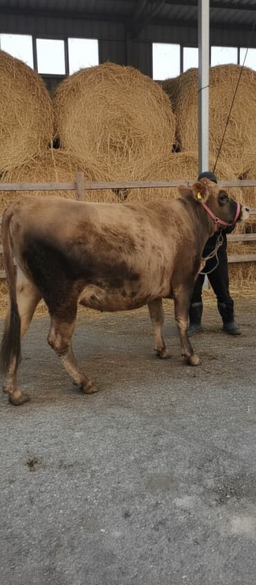 овчарка смешанная с дворнягой: Продаю | Тёлка | Швицкая, Симментальская, Джерсейская | Для разведения, Для молока | Племенные, Стельные, Искусственник — 1