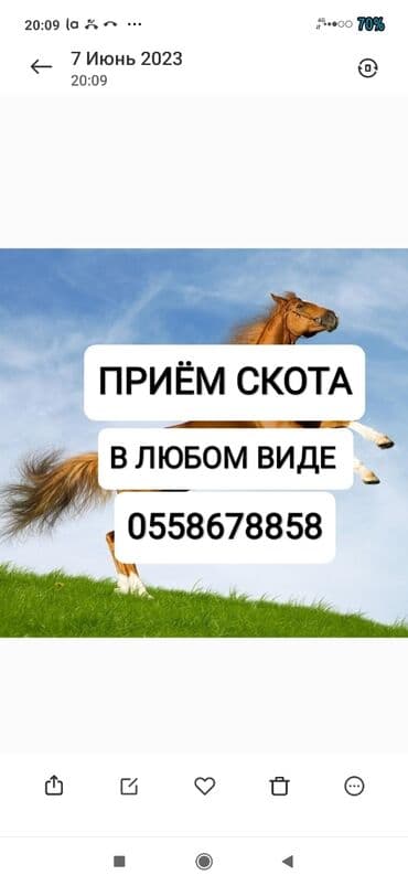 дом для животных: Куплю | Коровы, быки, Лошади, кони, Другие с/х животные | Круглосуточно, Любое состояние, Забитый — 1