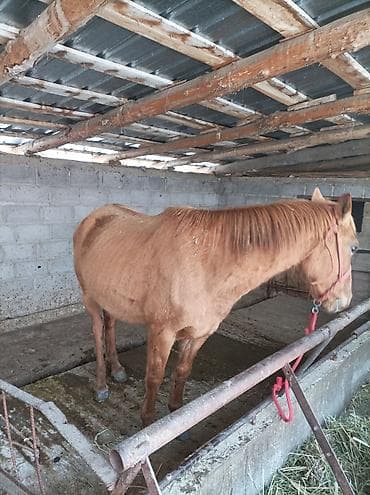 инкубатор услуги: Продаю | Кобыла (самка) | Полукровка | Рабочий | Племенные — 3