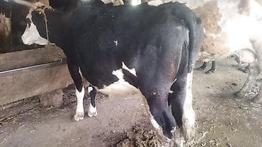 швиц порода: Продаю | Корова (самка) | Для молока — 6