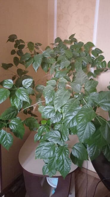 Комнатное растение — гибискус (китайская роза), крупный разветвлённый at lalafo.kg Комнатное растение — гибискус (китайская роза), крупный разветвлённый