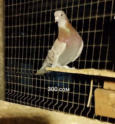 тайган иттер: Голуби разных мастей и окрасов. - Серо-рыжий с иризацией на шее – 300 — 1