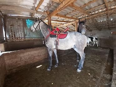 тай полукровка: Продаю | Жеребенок | Конный спорт | Осеменитель — 2