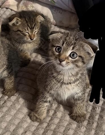 Шотландские вислоухие котята (скоттиш-фолд), окраса тигровый (табби)