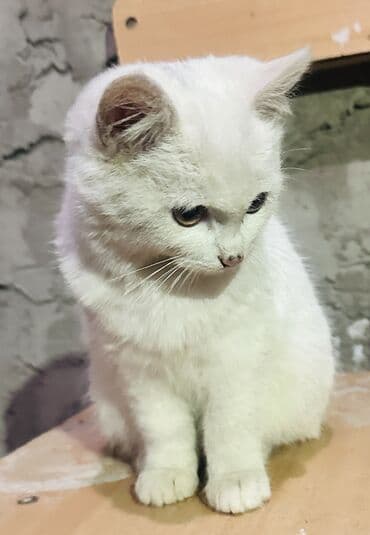 домик туалет для кошек: - Очаровательный котёнок пушистый белый котёнок с янтарными глазами — 2