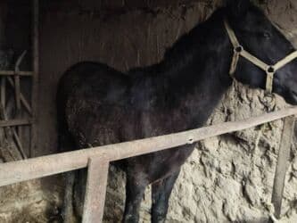 Собаки: Продаю | Жеребенок | На забой, Для разведения — 1