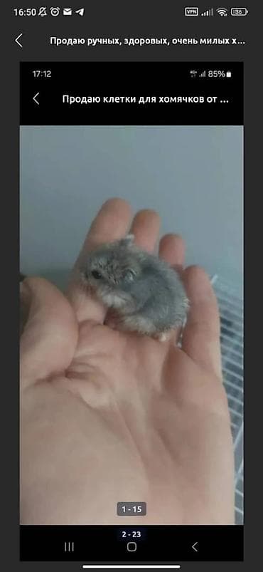 клетки для хомяков большие: Комплект клетка + 2 хомячка, всего за 1500 сом, спешите — 8