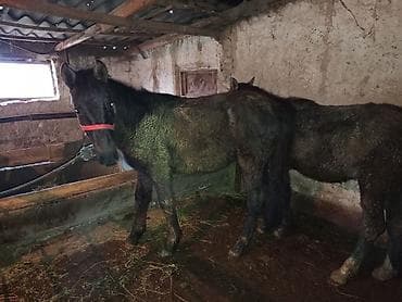 лошадь на мясо: Продаю | Жеребец | На забой, Для разведения — 6