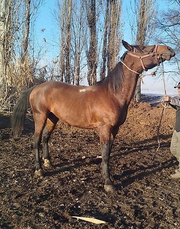 Продаю | Жеребец | Для разведения | Племенные