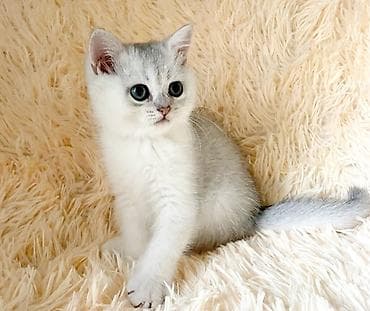 кролики бараны: Скоттиш страйт мальчик .серебристый (окраска silver shaded). - — 8