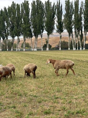 продам козу дойную: Продаю | Овца (самка) | Для разведения | Ярка — 6