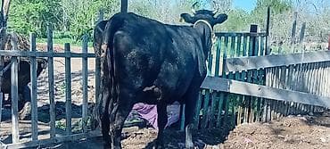 куплю дойную корову: Продаю | Корова (самка) — 4