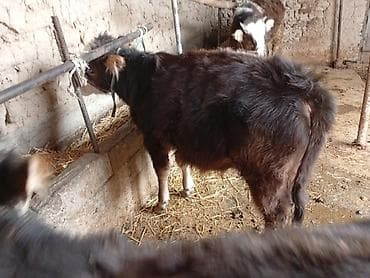 косная мука: Продаю | Музоо, торпок | На откорм | Привязанные — 1