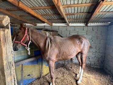 купить домик для кошки недорого: СЕМИЗ БЭЭЛЕР САТЫЛАТ!!! семиз бээ, выбор коп, келип тандап кетсенер — 1