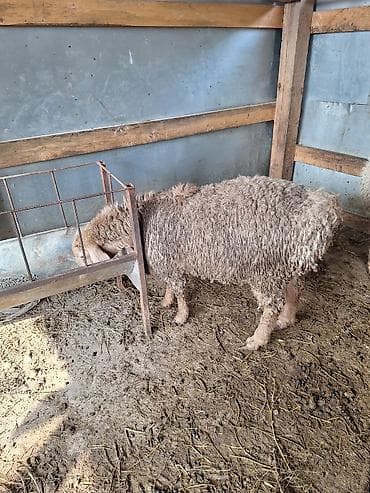 Индюки: Продаю | Баран (самец) | Эдильбаевская, Арашан | Для разведения — 3