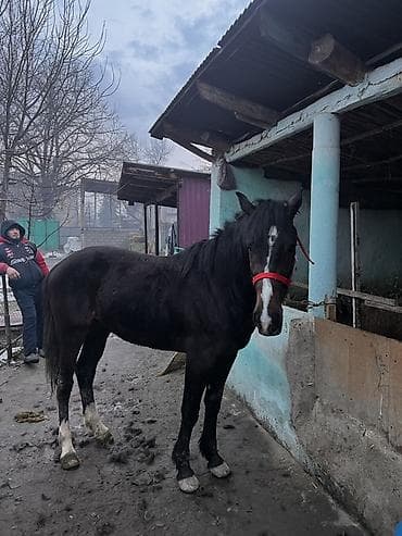 Кемирүүчүлөр: Сатам | Жылкы (эркек) | Жумушка | Жасалма жол менен боозутуу — 6