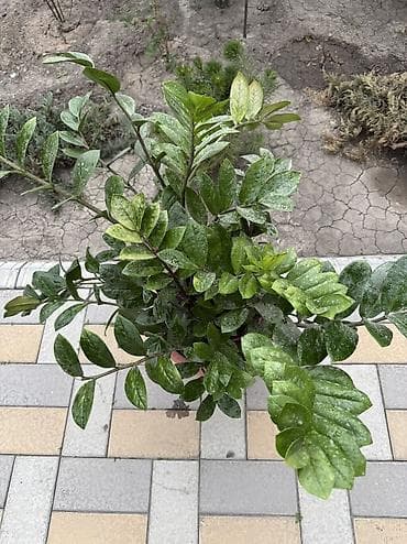 долларовая дерево: Продаю долларовое дерево - Замиокулькас
Район ТЭЦ — 2