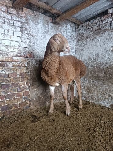 эркек ит: Сатам | Кочкор (эркек) | Эдильбай | Көбөйтүү үчүн | Асыл тукумдуу — 1