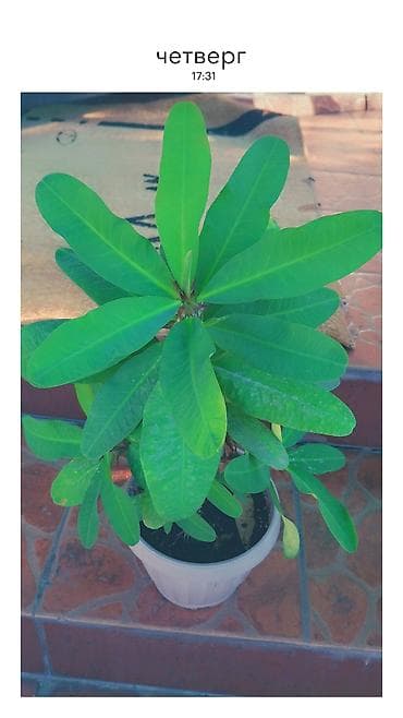 молочай миля купить: Эуфорбия Милия (Euphorbia milii, «Корона Христа») в горшках. - — 5