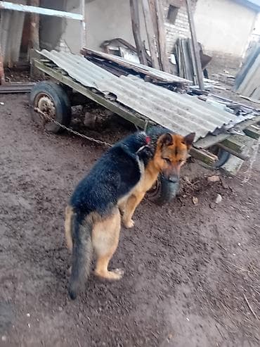 собака породы йоркширский терьер: Немецкая овчарка - Порода: немецкая овчарка (чёрно-рыжий окрас). - — 1