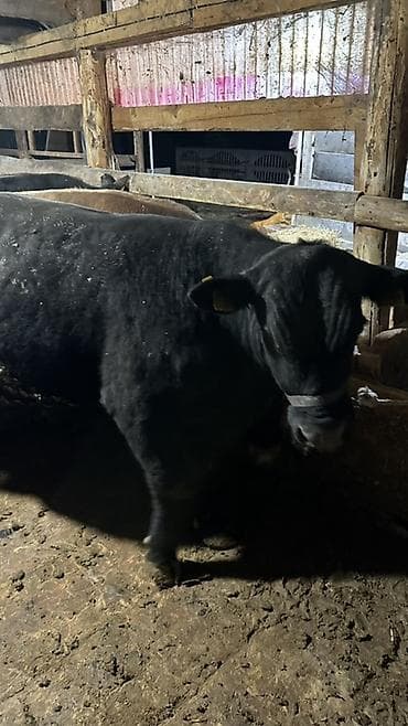 рыба осётр: Продаю | Бык (самец) | Ангус | Для разведения | Осеменитель — 1