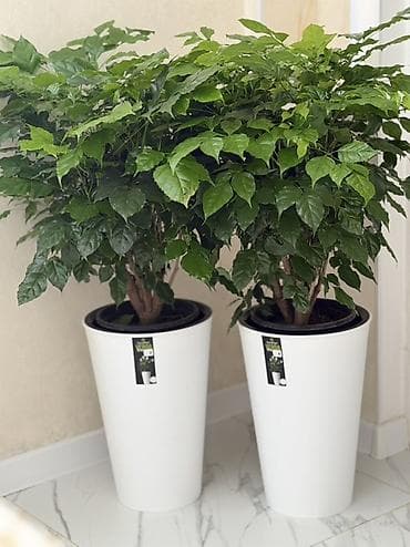 водные растения: 🌿Кофейной дерево 💰Бийиктиги : 110 горшогу менен 🏡 Үйгө, офиске — 1