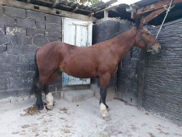 где можно купить собаку хаски: Продаю | Жеребенок | Рабочий | Племенные — 1