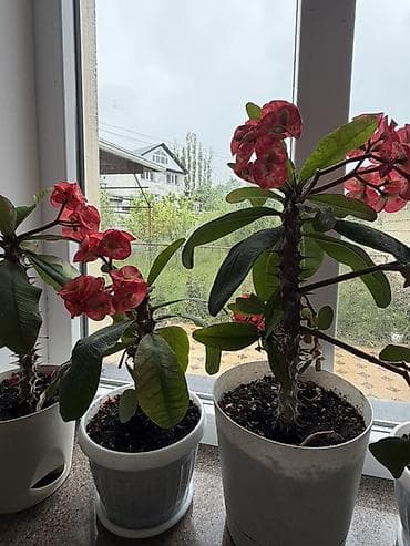 субстрат: Адений/Молочай Милла (Euphorbia milii, «Корона Христа») в горшках — 3