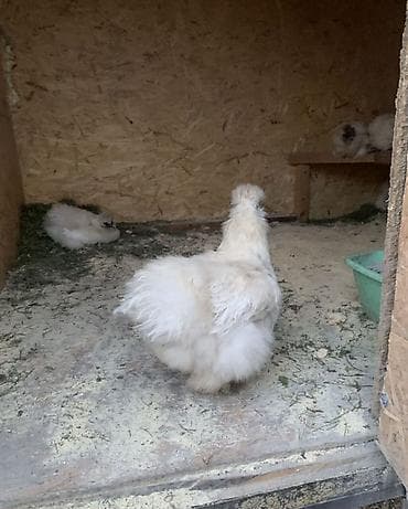 дакан цыплят: На продажу кур петух шелк — 2