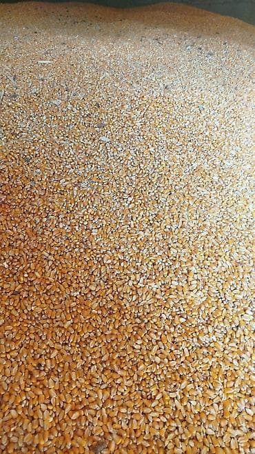 Куплю кукурузу оптом