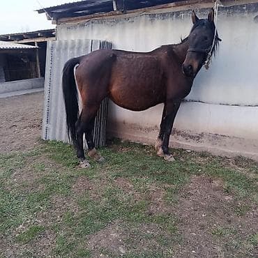 сафлор цена за тонну: Продаю | Кобыла (самка) | Для разведения — 2